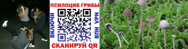 магазин продажи   Кущёвская  Галлюциногенные грибы Psilocybine cubensis 